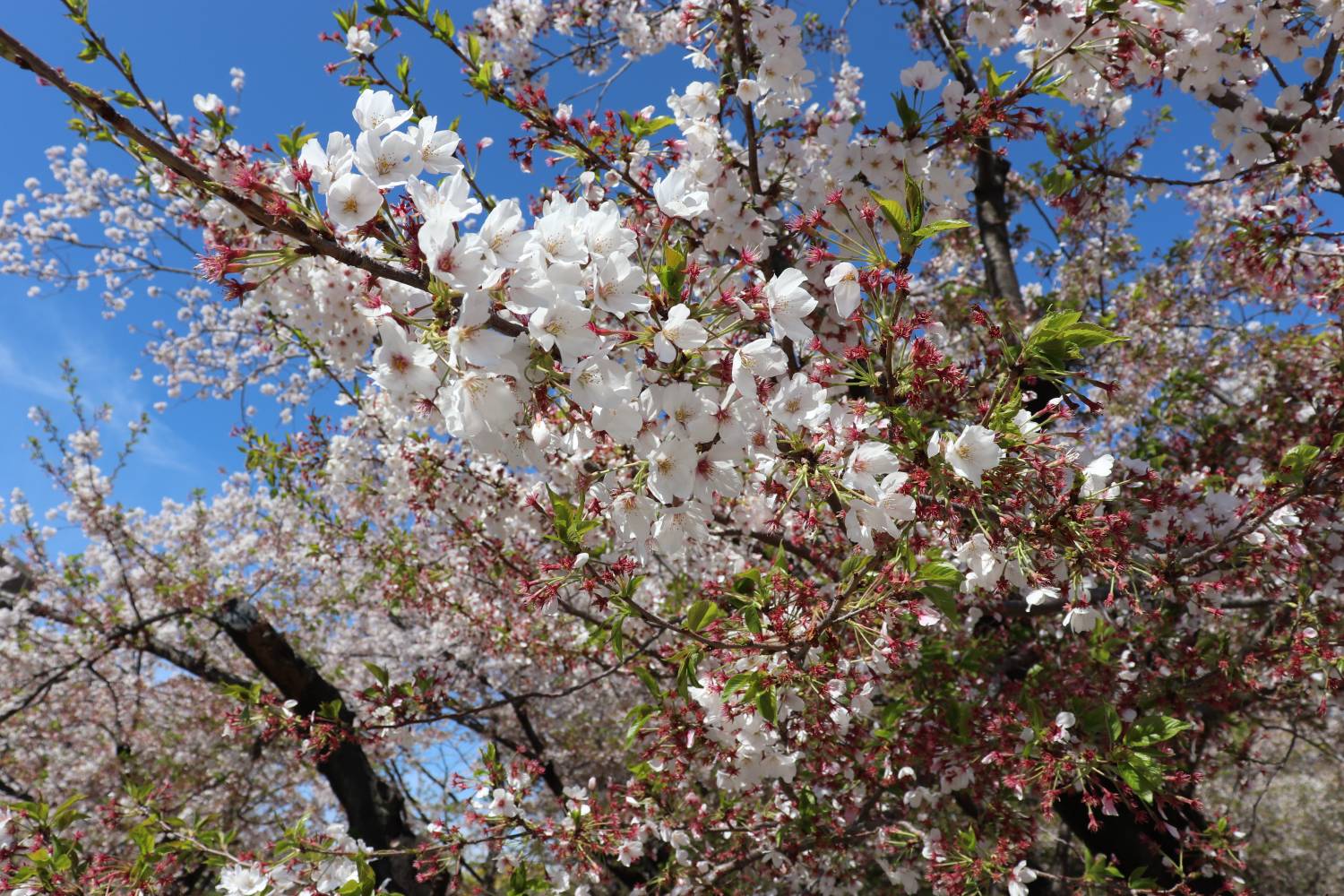 🌸 樱花限定｜九州盲盒樱花之旅｜博多站出发 🌸