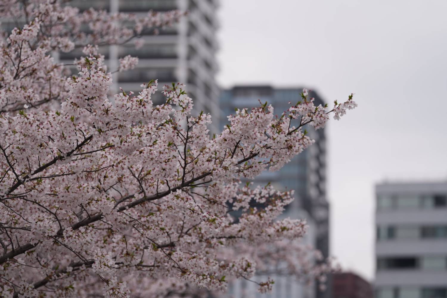 🌸 樱花限定｜九州盲盒樱花之旅｜博多站出发 🌸