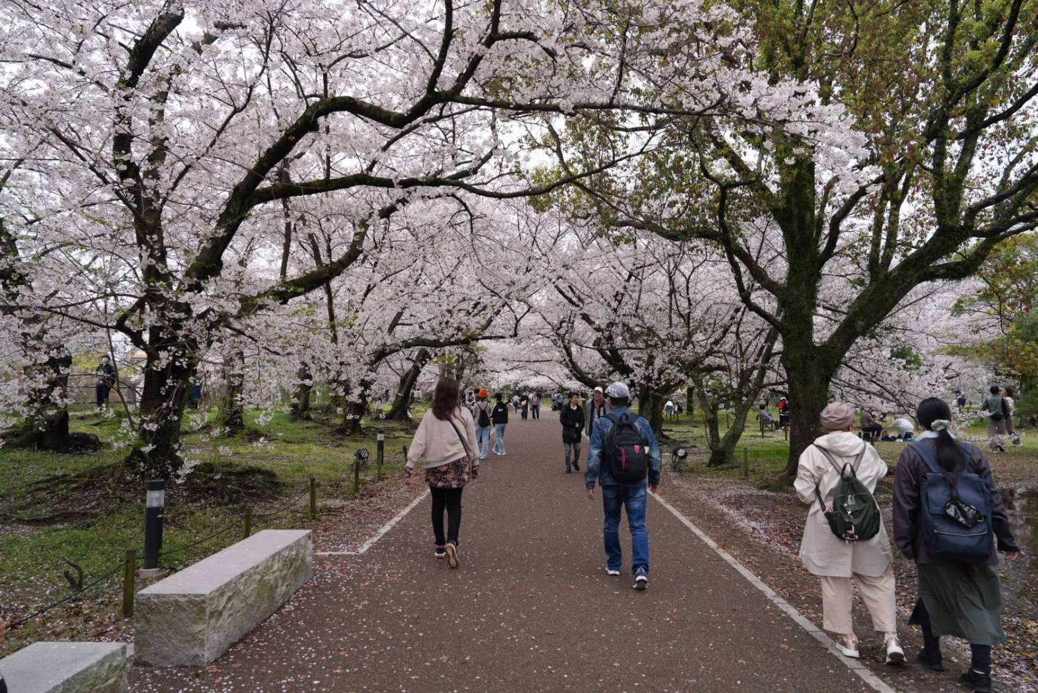 🌸 樱花限定｜九州盲盒樱花之旅｜博多站出发 🌸