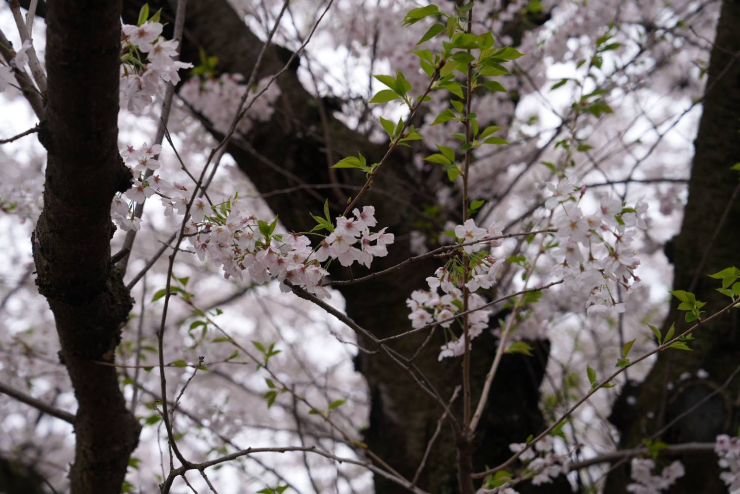 🌸 樱花限定｜九州盲盒樱花之旅｜博多站出发 🌸