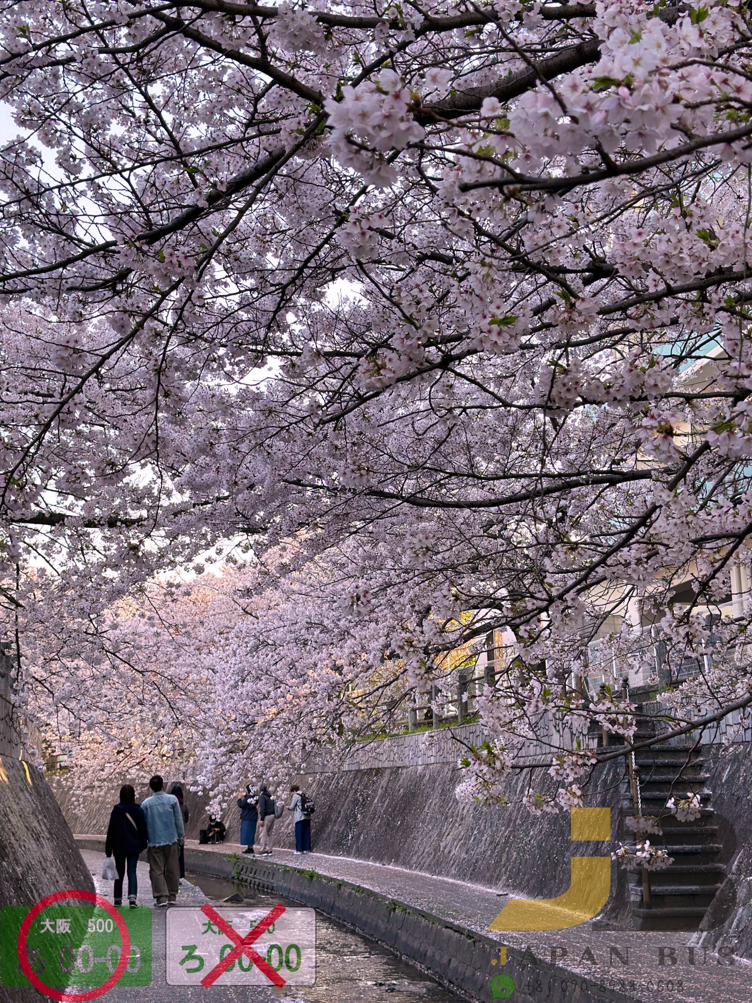 🌸 樱花限定｜九州盲盒樱花之旅｜博多站出发 🌸