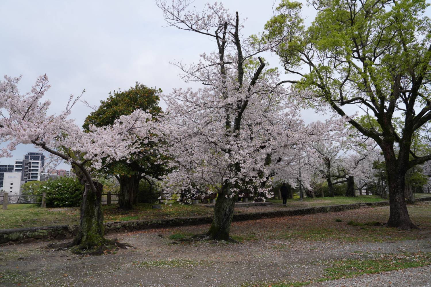 🌸 樱花限定｜九州盲盒樱花之旅｜博多站出发 🌸